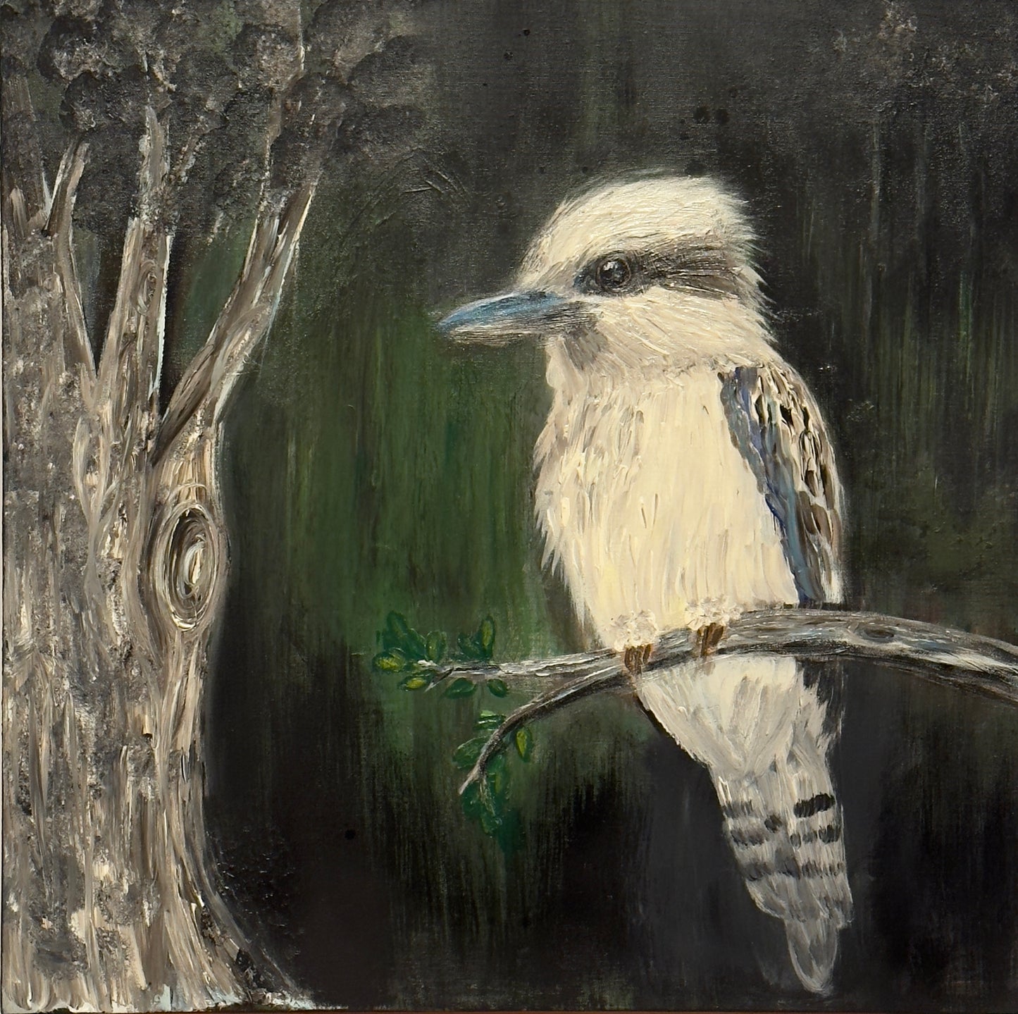 Kookaburra